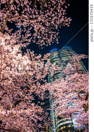 毛利庭園から望む夜桜とライトアップされた高 135870439