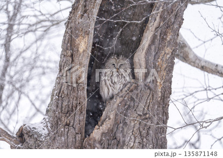 北海道 鳥類 エゾフクロウ フクロウ 猛禽類 北海道 鳥類 エゾフクロウ フクロウ 猛禽類 135871148
