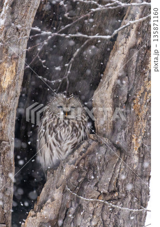 北海道 鳥類 エゾフクロウ フクロウ 猛禽類 北海道 鳥類 エゾフクロウ フクロウ 猛禽類 135871160