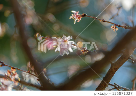冬の光に包まれて咲く薄紅色の十月桜 135871327