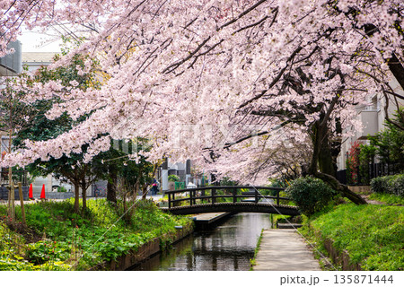 宿河原堤桜並木を彩る満開の桜と二ヶ領用水の風景 135871444