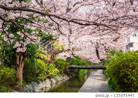 宿河原堤桜並木を彩る満開の桜と二ヶ領用水の風景 135871445