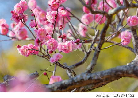 陽光を浴びて華やかに咲き誇る八重の紅梅 陽光を浴びて華やかに咲き誇る八重の紅梅 135871452