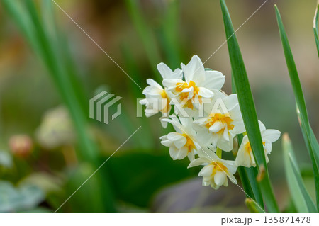 八重咲きの日本水仙 八重咲きの日本水仙 135871478