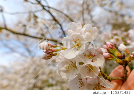 青空を背景に咲くソメイヨシノの桜 青空を背景に咲くソメイヨシノの桜 135871482