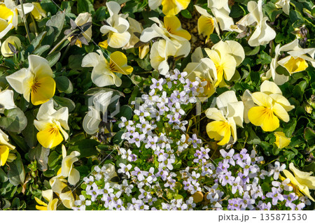 色鮮やかに咲き誇る春のパンジーとスイートアリッサムの花壇 135871530