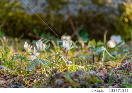 早春の光を浴びて地面から顔を出す節分草の群生 135871531