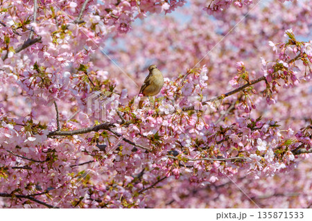 満開の河津桜の枝に止まり羽を休める冬鳥のジョウビタキの雌 135871533