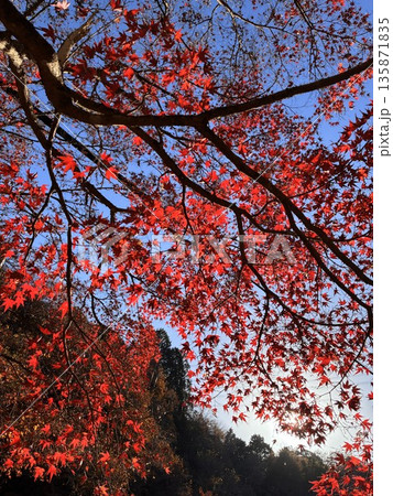 真っ赤な紅葉 135871835