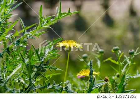 日差しを浴びて咲く黄色いノゲシの花 135871855