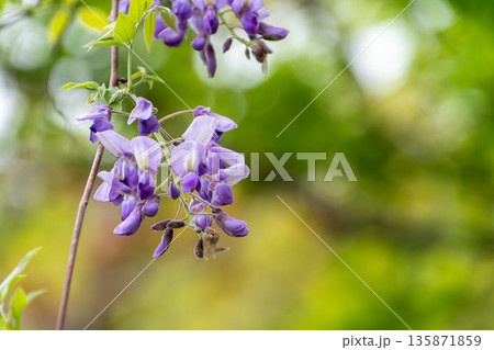 淡い紫色の花が垂れ下がる藤の花 135871859