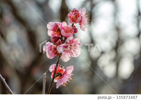 逆光に透ける紅梅の蕾と花 逆光に透ける紅梅の蕾と花 135871887