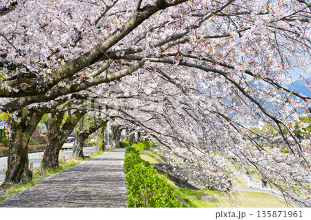 【神奈川県】水無川沿いの桜並木 【神奈川県】水無川沿いの桜並木 135871961