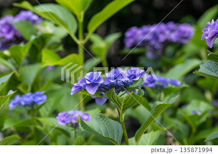 梅雨の季節のアジサイ 135871994