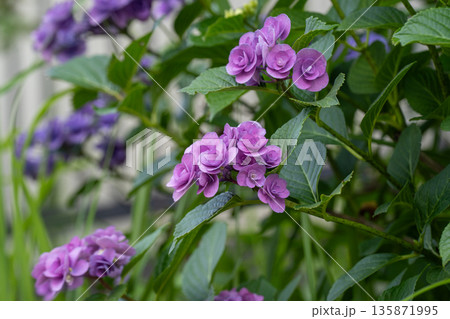 梅雨の季節のアジサイ 梅雨の季節のアジサイ 135871995
