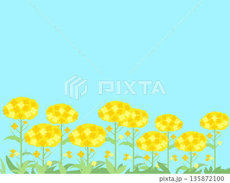 シンプルな空と菜の花畑 135872100
