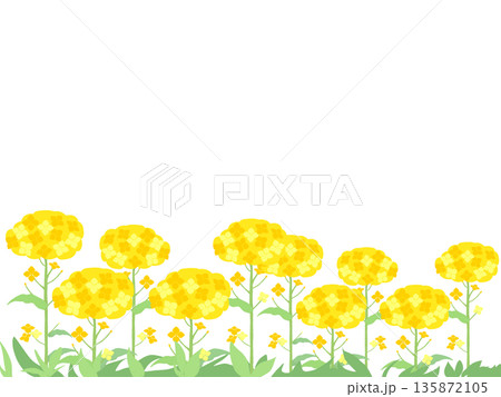 シンプルな菜の花畑 シンプルな菜の花畑 135872105