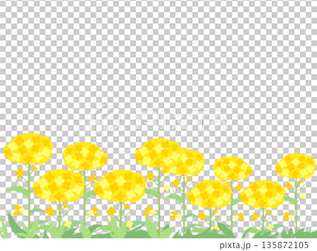 シンプルな菜の花畑 シンプルな菜の花畑 135872105