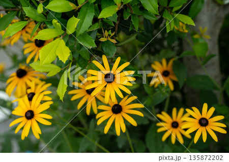初夏の公園で咲くルドベキアの黄色い花 135872202