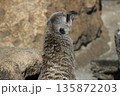 ミーアキャットの後ろ姿 135872203