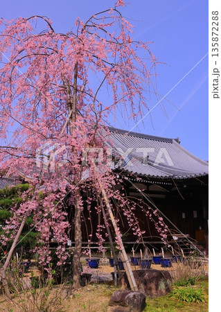 法金剛院(京都市右京区)に咲くしだれ桜 法金剛院(京都市右京区)に咲くしだれ桜 135872288