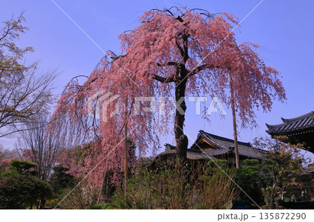 法金剛院（京都市右京区）に咲くしだれ桜の花 135872290