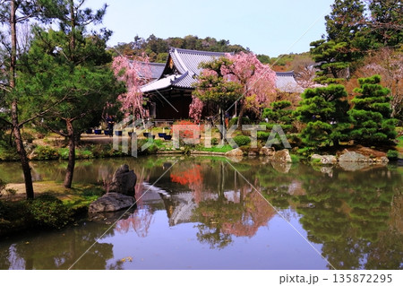 法金剛院（京都市右京区）に咲くしだれ桜 135872295