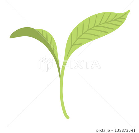 Green sprout with two leaves Green sprout with two leaves 135872341