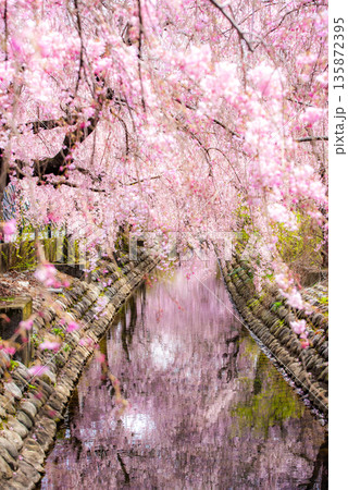 二ヶ領用水を彩る満開の枝垂れ桜 135872395