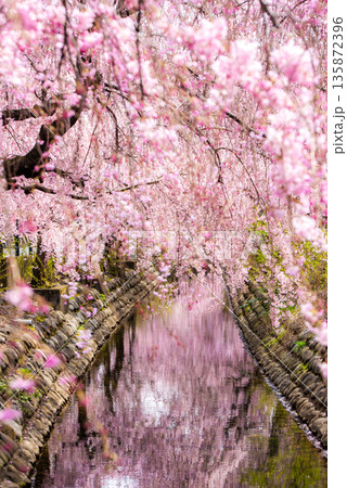 二ヶ領用水を彩る満開の枝垂れ桜 二ヶ領用水を彩る満開の枝垂れ桜 135872396
