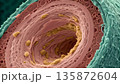 Electron micrograph cross-section of a myelinated nerve fiber, revealing the thick, lipid-rich layers of the myelin sheath wrapped tightly around a central axon, displaying a node of Ranvier 135872604