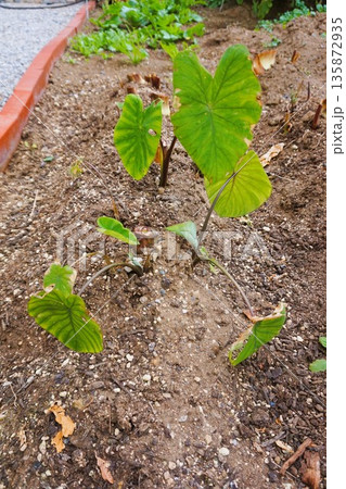 八頭　八つ頭　サトイモ　里芋　家庭菜園　畑 135872935