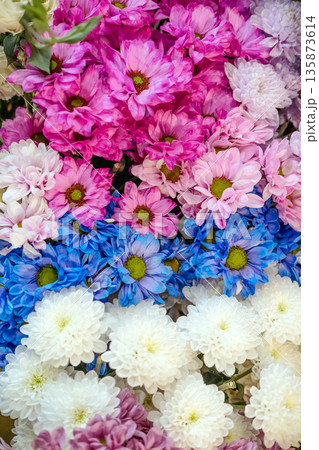 Vibrant layers of chrysanthemums display mixed floral textures and patterns. Wildflower aesthetic, tactile floral design, botanical diversity. Vibrant layers of chrysanthemums display mixed floral textures and patterns. Wildflower aesthetic, tactile floral design, botanical diversity. 135873614
