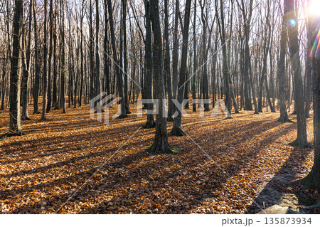 Autumn forest with bare trees on a sunny day. Autumn forest with bare trees on a sunny day. 135873934