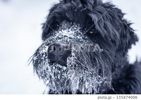 Beautiful black dog Giant Schnauzer on a walk in winter in snowy weather. Beautiful black dog Giant Schnauzer on a walk in winter in snowy weather. 135874006