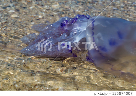 beautiful blue jellyfish on the beach 135874007