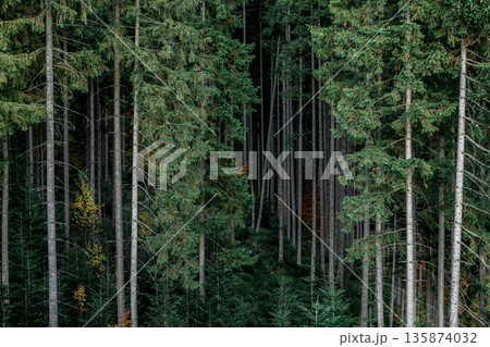 A beautiful view of coniferous forest as background. 135874032