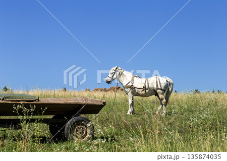 beautiful white horse in a field near beautiful white horse in a field near 135874035