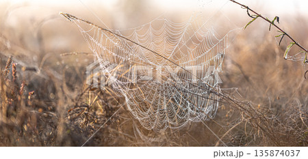 Big beautiful spider web in dew drops at dawn in the field. 135874037