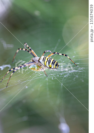 Yellow black crab spider on blurred background, copy space. 135874039