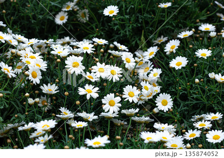 Blooming daisies among green grass, natural background. Blooming daisies among green grass, natural background. 135874052