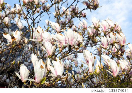 Blooming magnolia branches, magnolia flowers on a tree. Blooming magnolia branches, magnolia flowers on a tree. 135874054