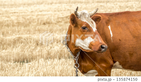 brown cow grazing in a yellow field brown cow grazing in a yellow field 135874150