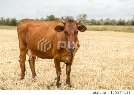 brown cow grazing in a yellow field 135874151