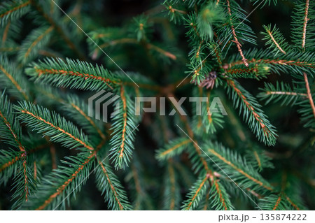 Christmas tree branches in the forest close-up, natural background. Christmas tree branches in the forest close-up, natural background. 135874222