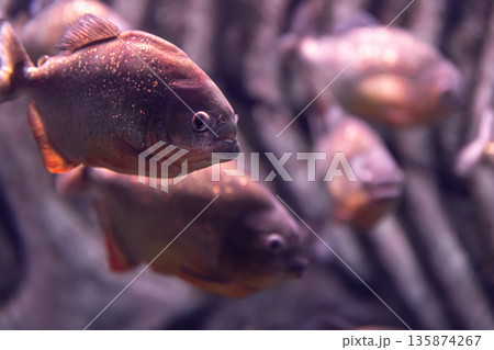 Close-up of exotic fish in the aquarium. Close-up of exotic fish in the aquarium. 135874267