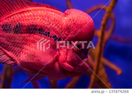 Close-up of exotic fish in the aquarium. 135874268