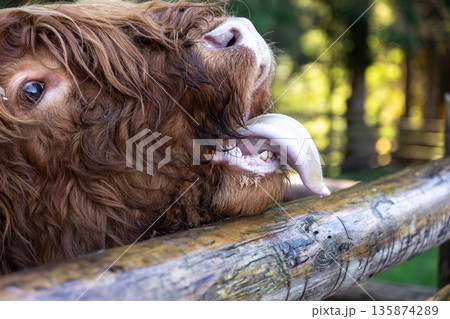 Close-up, muzzle of a bull behind a wooden partition. Close-up, muzzle of a bull behind a wooden partition. 135874289