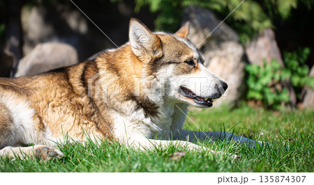 Portrait of a husky dog lying on the grass. Portrait of a husky dog lying on the grass. 135874307