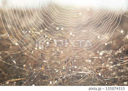 Close up of spider web in dew on a sunny morning. Close up of spider web in dew on a sunny morning. 135874313